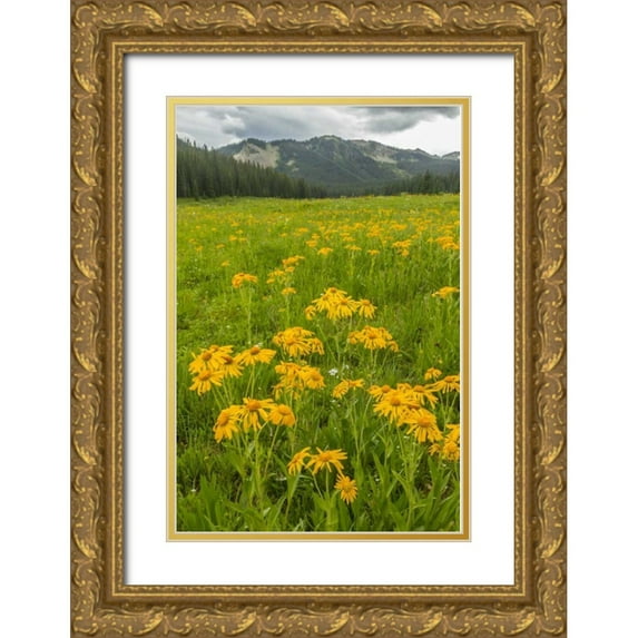 Illg, Cathy and Gordon 17x24 Gold Ornate Wood Framed with Double Matting Museum Art Print Titled - CO, Gunnison NF Sneezeweed blossoms in a meadow