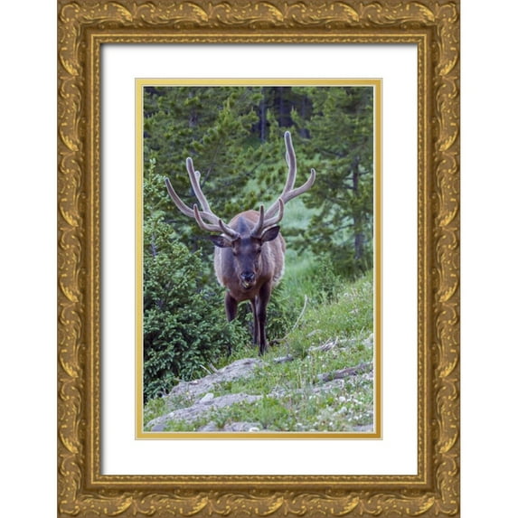 Illg, Cathy and Gordon 17x24 Gold Ornate Wood Framed with Double Matting Museum Art Print Titled - Colorado, Rocky Mountain NP Bull elk in forest