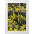 thumbnail image 1 of Illg, Cathy and Gordon 17x24 White Modern Wood Framed Museum Art Print Titled - AZ, Coronado NF Saguaro cactus and palo verde, 1 of 4