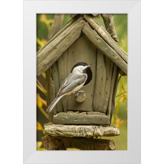 Illg, Cathy and Gordon 17x24 White Modern Wood Framed Museum Art Print Titled - North Carolina, Carolina chickadee at birdhouse