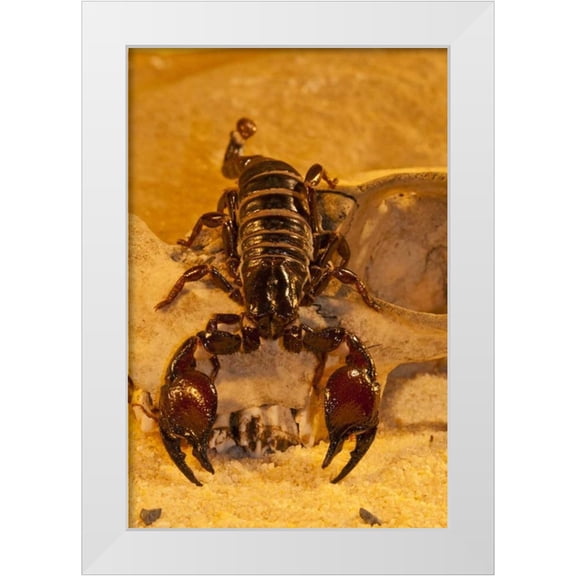 Illg, Cathy and Gordon 17x24 White Modern Wood Framed Museum Art Print Titled - North Carolina Tasmanian red-clawed scorpion
