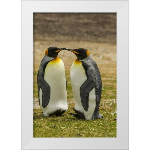 Illg, Cathy and Gordon 17x24 White Modern Wood Framed Museum Art Print Titled - Saunders Island Pair of king penguins