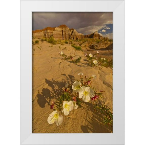 Illg, Cathy and Gordon 17x24 White Modern Wood Framed Museum Art Print Titled - UT, Grand Staircase Escalante NM Delert Flowers