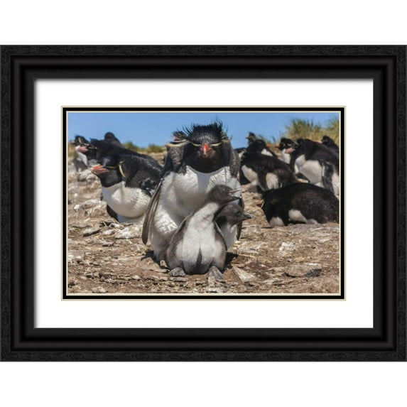 Illg, Cathy and Gordon 18x13 Black Ornate Wood Framed with Double Matting Museum Art Print Titled - Bleaker Island Rockhopper penguin and chicks