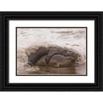 thumbnail image 1 of Illg, Cathy and Gordon 18x13 Black Ornate Wood Framed with Double Matting Museum Art Print Titled - CA, San Luis Obispo Co, Northern elephant seals, 1 of 4