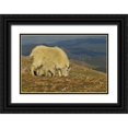 thumbnail image 1 of Illg, Cathy and Gordon 18x13 Black Ornate Wood Framed with Double Matting Museum Art Print Titled - CO, Mount Evans Mountain goat and kid in meadow, 1 of 4