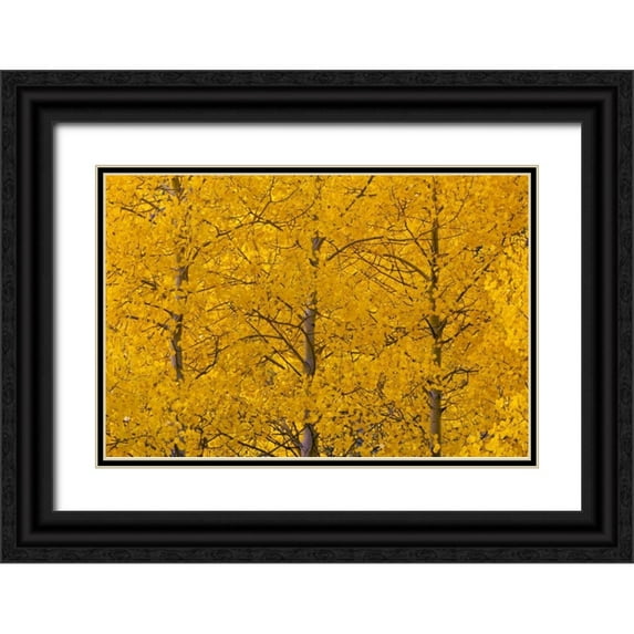 Illg, Cathy and Gordon 18x13 Black Ornate Wood Framed with Double Matting Museum Art Print Titled - CO, Rocky Mts, Castle Valley Aspens in autumn