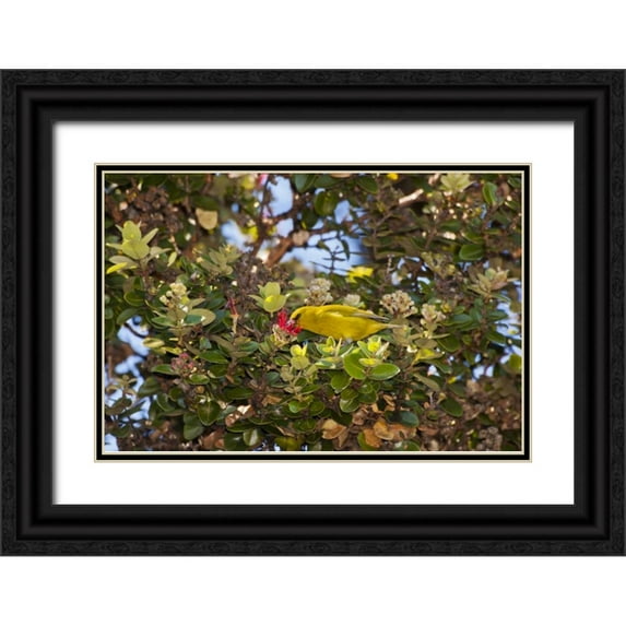Illg, Cathy and Gordon 18x13 Black Ornate Wood Framed with Double Matting Museum Art Print Titled - HI, Hakalau Forest Amakihi bird drinking nectar