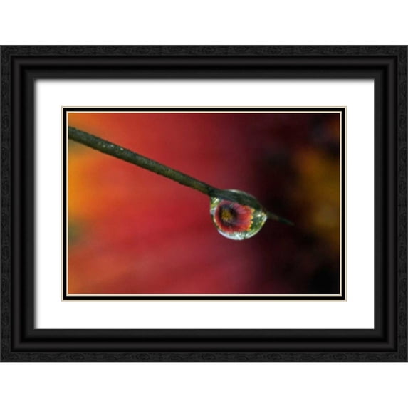 Illg, Cathy and Gordon 18x13 Black Ornate Wood Framed with Double Matting Museum Art Print Titled - TX, McMullen Co, Flower reflected in water drop