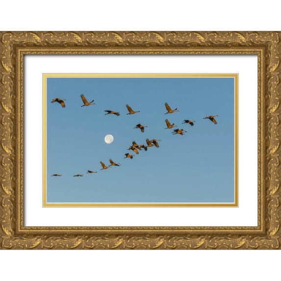 Illg, Cathy and Gordon 18x13 Gold Ornate Wood Framed with Double Matting Museum Art Print Titled - New Mexico Sandhill cranes fly past full moon