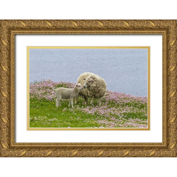 Illg, Cathy and Gordon 18x13 Gold Ornate Wood Framed with Double Matting Museum Art Print Titled - Scotland, Shetland Islands Ewe mother and lamb