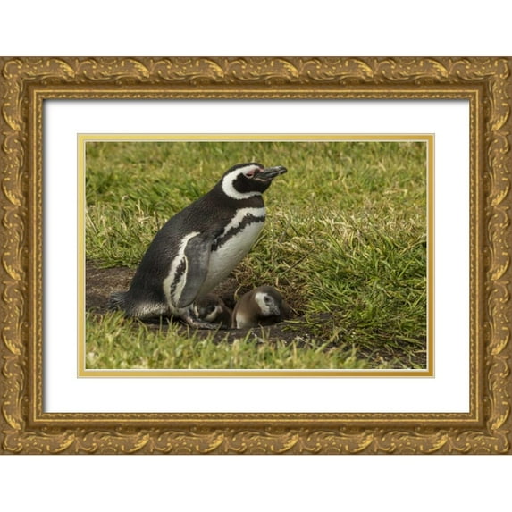 Illg, Cathy and Gordon 18x13 Gold Ornate Wood Framed with Double Matting Museum Art Print Titled - Sea Lion Island Magellanic penguin and chicks