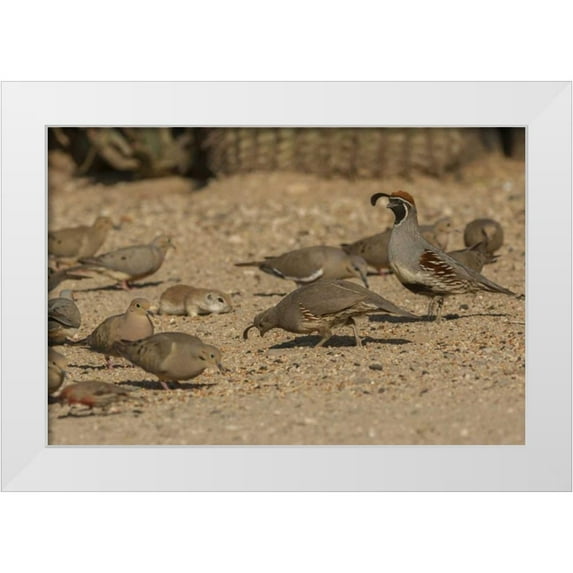 Illg, Cathy and Gordon 18x13 White Modern Wood Framed Museum Art Print Titled - AZ, Sonoran Desert Birds and ground squirrel