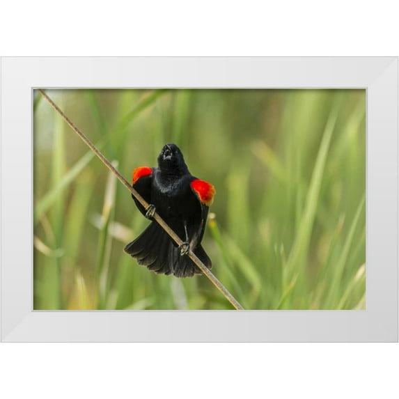 Illg, Cathy and Gordon 18x13 White Modern Wood Framed Museum Art Print Titled - AZ, Sonoran Desert Red-winged blackbird calling