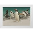 thumbnail image 1 of Illg, Cathy and Gordon 18x13 White Modern Wood Framed Museum Art Print Titled - Bleaker Island Gentoo penguins and blowing sand, 1 of 4