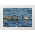 thumbnail image 1 of Illg, Cathy and Gordon 18x13 White Modern Wood Framed Museum Art Print Titled - Bleaker Island Upland goose family swimming, 1 of 4