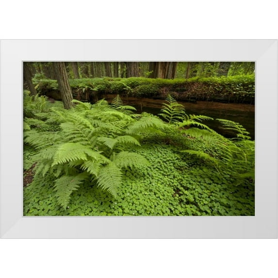 Illg, Cathy and Gordon 18x13 White Modern Wood Framed Museum Art Print Titled - CA, Ferns and sorrel in Humboldt redwoods forest