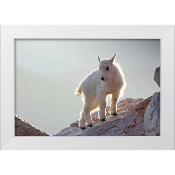 Illg, Cathy and Gordon 18x13 White Modern Wood Framed Museum Art Print Titled - CO, Mt Evans Mountain goat kid backlit on rock
