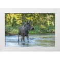 thumbnail image 1 of Illg, Cathy and Gordon 18x13 White Modern Wood Framed Museum Art Print Titled - CO, Rocky Mts Male moose crossing Colorado River, 1 of 4