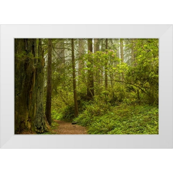 Illg, Cathy and Gordon 18x13 White Modern Wood Framed Museum Art Print Titled - California, Redwoods NP Trail through forest