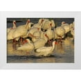 thumbnail image 1 of Illg, Cathy and Gordon 18x13 White Modern Wood Framed Museum Art Print Titled - FL, Palm Beach Co, White ibis flock bathing, 1 of 4