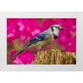 thumbnail image 1 of Illg, Cathy and Gordon 18x13 White Modern Wood Framed Museum Art Print Titled - North Carolina, Guilford County Blue jay, 1 of 4