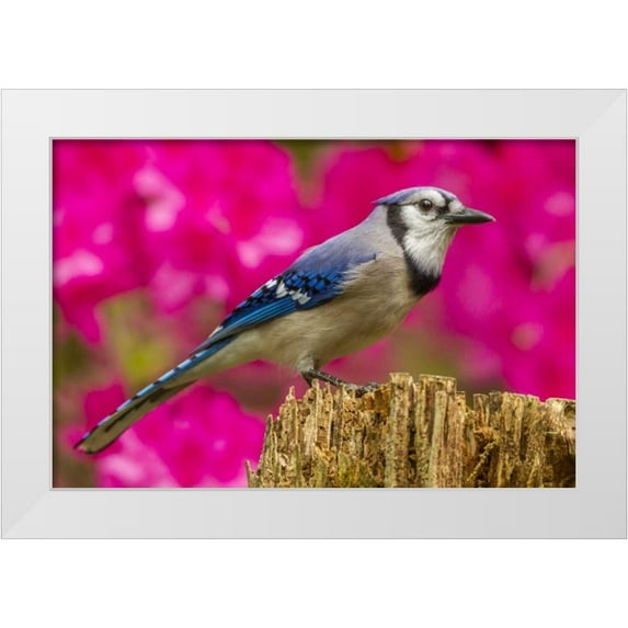 Illg, Cathy and Gordon 18x13 White Modern Wood Framed Museum Art Print Titled - North Carolina, Guilford County Blue jay