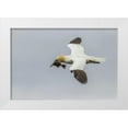 thumbnail image 1 of Illg, Cathy and Gordon 18x13 White Modern Wood Framed Museum Art Print Titled - Scotland, Shetland Isl Flying gannet with twig, 1 of 4
