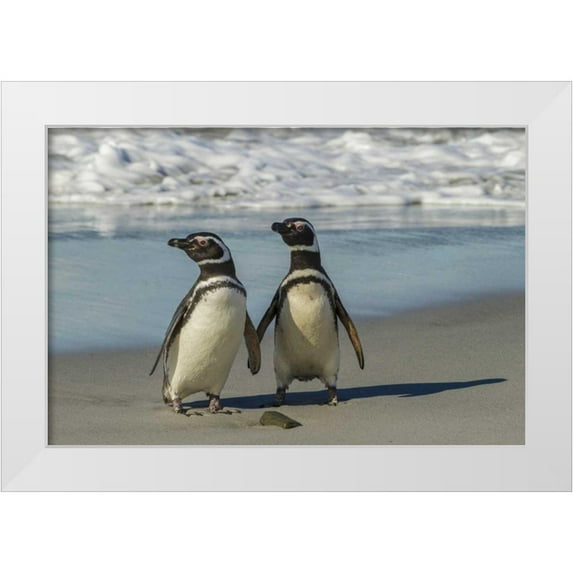 Illg, Cathy and Gordon 18x13 White Modern Wood Framed Museum Art Print Titled - Sea Lion Island Magellanic penguins on beach