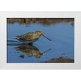 thumbnail image 1 of Illg, Cathy and Gordon 18x13 White Modern Wood Framed Museum Art Print Titled - Sea Lion Island Magellanic snipe in water, 1 of 4