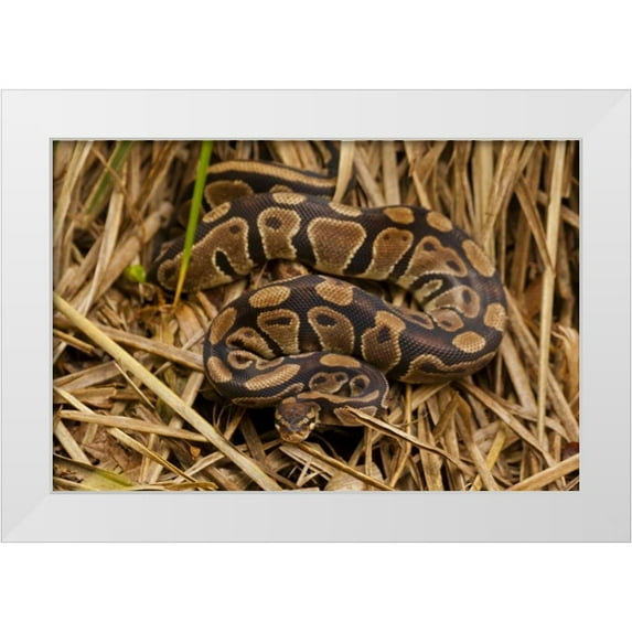 Illg, Cathy and Gordon 18x13 White Modern Wood Framed Museum Art Print Titled - USA, North Carolina Ball python in dried grass