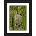 thumbnail image 1 of Illg, Cathy and Gordon 23x32 Black Ornate Wood Framed with Double Matting Museum Art Print Titled - AZ, Sonoran Desert Desert cottontail rabbit, 1 of 4