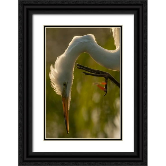Illg, Cathy and Gordon 23x32 Black Ornate Wood Framed with Double Matting Museum Art Print Titled - Florida Profile of great egret