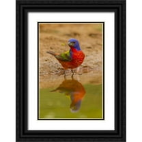 Illg, Cathy and Gordon 23x32 Black Ornate Wood Framed with Double Matting Museum Art Print Titled - TX, Hidalgo Co, Male Painted bunting reflected