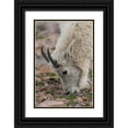 thumbnail image 1 of Illg, Cathy and Gordon 23x32 Black Ornate Wood Framed with Double Matting Museum Art Print Titled - USA, Colorado, Mt Evans Mountain goat grazing, 1 of 4
