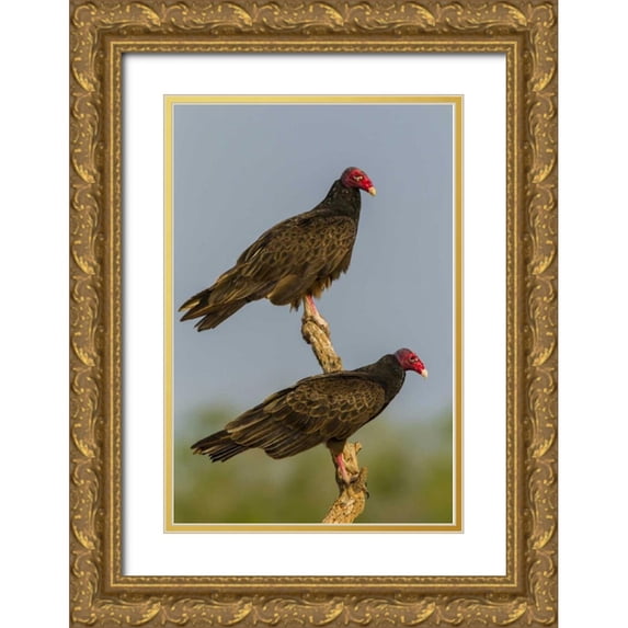 Illg, Cathy and Gordon 23x32 Gold Ornate Wood Framed with Double Matting Museum Art Print Titled - Texas, Hidalgo Co Turkey vulture pair on stump