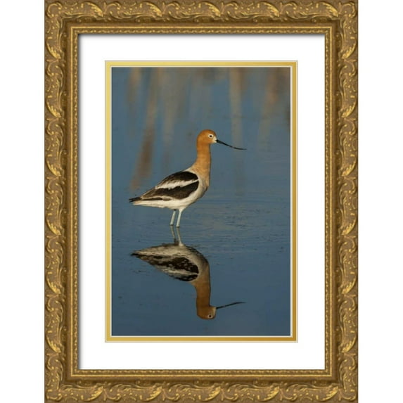 Illg, Cathy and Gordon 23x32 Gold Ornate Wood Framed with Double Matting Museum Art Print Titled - Utah, Bear River NWR American avocet wading