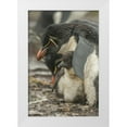 thumbnail image 1 of Illg, Cathy and Gordon 23x32 White Modern Wood Framed Museum Art Print Titled - Bleaker Island Rockhopper penguin and chick, 1 of 4