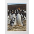 thumbnail image 1 of Illg, Cathy and Gordon 23x32 White Modern Wood Framed Museum Art Print Titled - East Falkland Gentoo penguin colony, 1 of 4