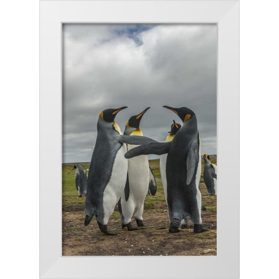 Illg, Cathy and Gordon 23x32 White Modern Wood Framed Museum Art Print Titled - Falkland Islands, Volunteer Point King penguins