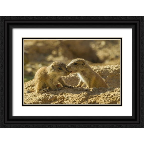 Illg, Cathy and Gordon 24x17 Black Ornate Wood Framed with Double Matting Museum Art Print Titled - AZ, Sonoran Desert Black-tailed prairie dog