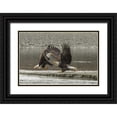thumbnail image 1 of Illg, Cathy and Gordon 24x17 Black Ornate Wood Framed with Double Matting Museum Art Print Titled - Alaska, Chilkat Preserve Bald eagles fighting, 1 of 4