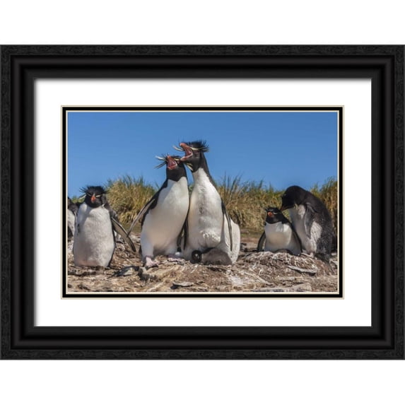 Illg, Cathy and Gordon 24x17 Black Ornate Wood Framed with Double Matting Museum Art Print Titled - Bleaker Island Rockhopper penguins sing duet