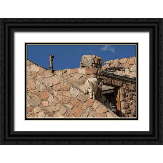 Illg, Cathy and Gordon 24x17 Black Ornate Wood Framed with Double Matting Museum Art Print Titled - CO, Mt Evans Mountain goat climbs a building