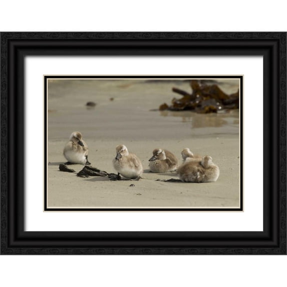 Illg, Cathy and Gordon 24x17 Black Ornate Wood Framed with Double Matting Museum Art Print Titled - Carcass Island Steamer duck ducklings on beach