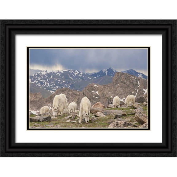 Illg, Cathy and Gordon 24x17 Black Ornate Wood Framed with Double Matting Museum Art Print Titled - Colorado, Mt Evans Mountain goat herd grazing