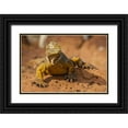 thumbnail image 1 of Illg, Cathy and Gordon 24x17 Black Ornate Wood Framed with Double Matting Museum Art Print Titled - Ecuador, Galapagos NP Close-up of land iguana, 1 of 4