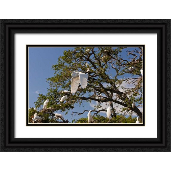 Illg, Cathy and Gordon 24x17 Black Ornate Wood Framed with Double Matting Museum Art Print Titled - FL, Anastasia Isl Great egret flying by rookery
