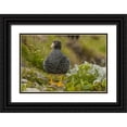 thumbnail image 1 of Illg, Cathy and Gordon 24x17 Black Ornate Wood Framed with Double Matting Museum Art Print Titled - Falkland Islands, Carcass Island Kelp goose, 1 of 4