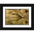 thumbnail image 1 of Illg, Cathy and Gordon 24x17 Black Ornate Wood Framed with Double Matting Museum Art Print Titled - Texas, Hidalgo Mexican ground squirrel drinking, 1 of 4